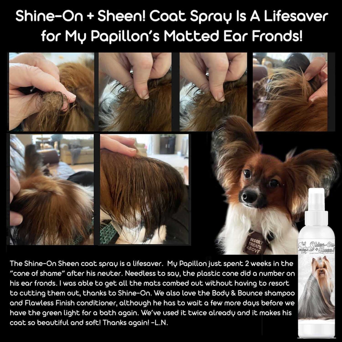 Shine-On Plus Sheen Dog De-Tangling Coat Spray shown in use on Papillon dog's matted ear fur.