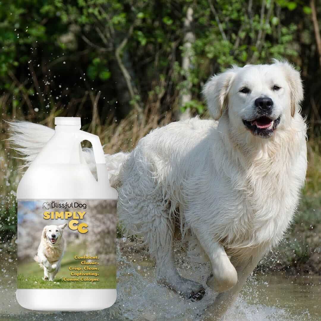 Simply Canine Cologne Dog Cologne next to a playful golden retriever splashing in water outdoors.