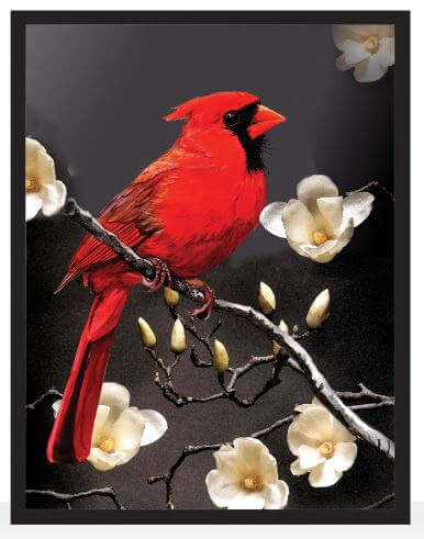 A vibrant print of a male Northern Cardinal perched on a branch with white flowers, set against a dark background.