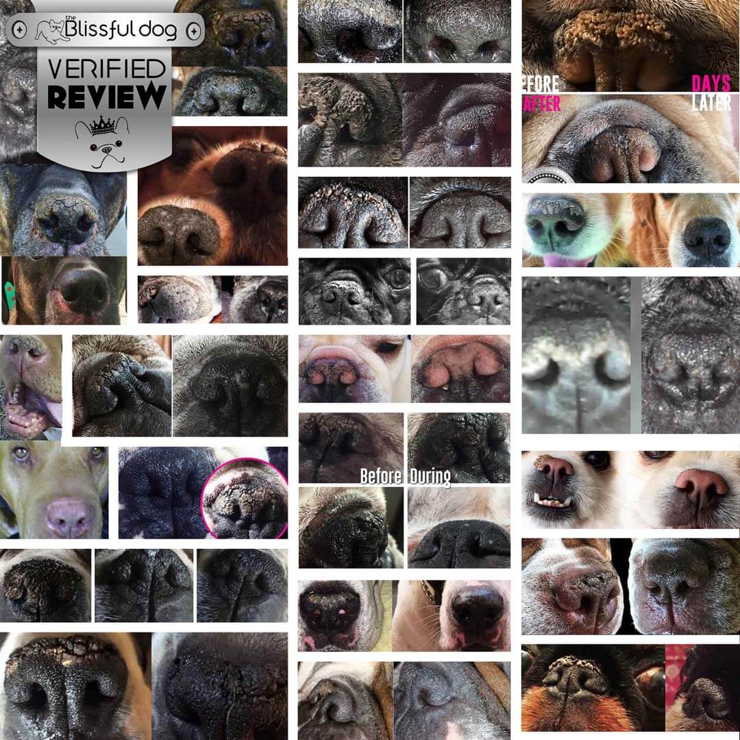 1 Dog Nose Butter For All Dogs - before and after results showing improvement in dry, crusty dog noses.