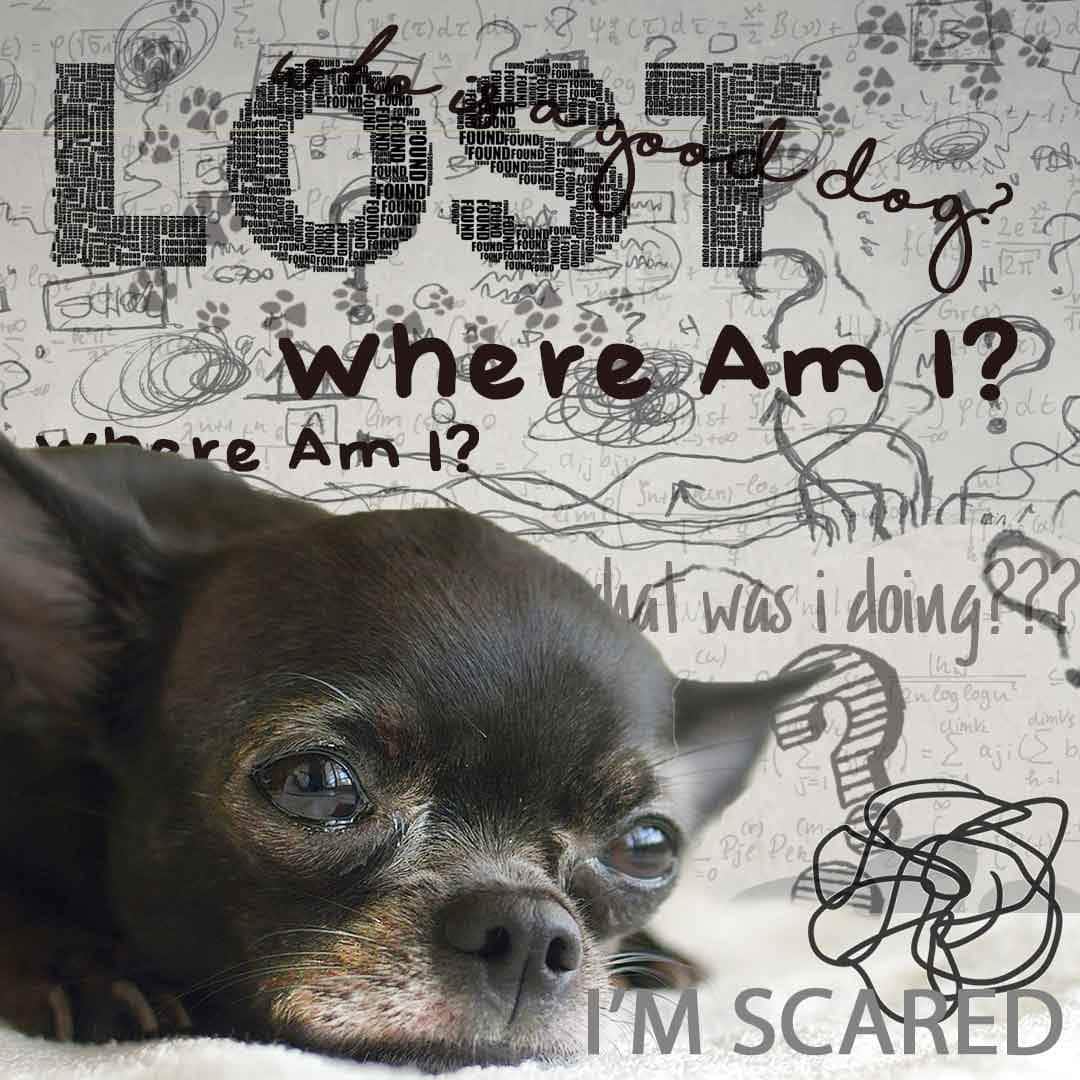 Lost dog poster featuring a scared Chihuahua with the text "Where Am I? I'm scared".