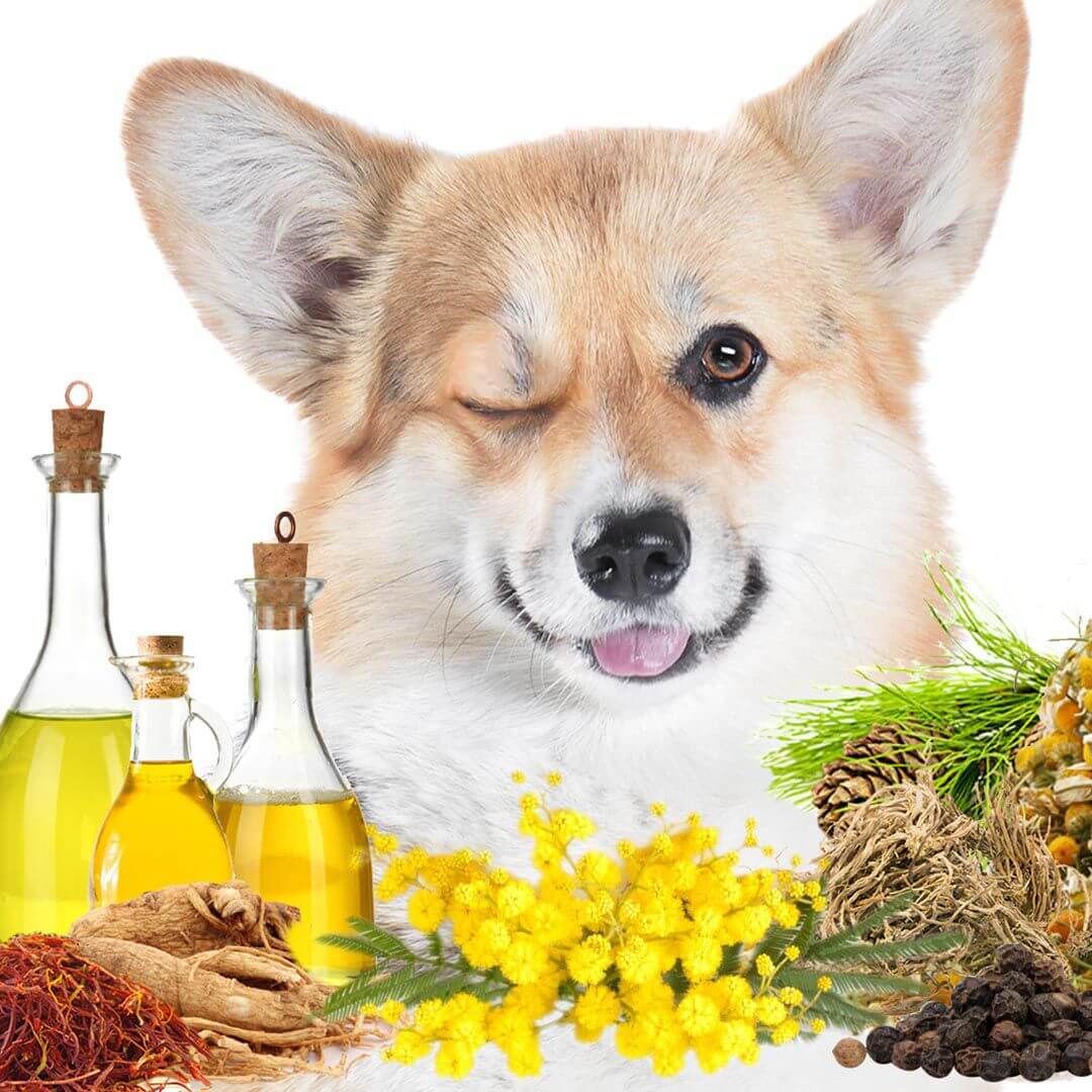 First Sniff Dog Cologne with a happy corgi surrounded by natural ingredients.