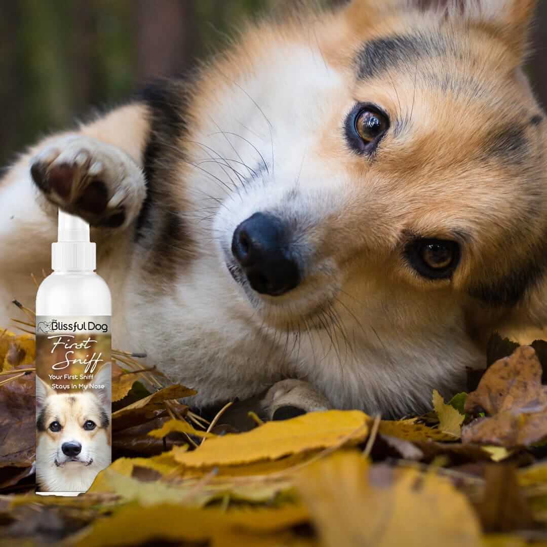 First Sniff Dog Cologne bottle beside a playful Corgi on autumn leaves, celebrating loyalty and love.