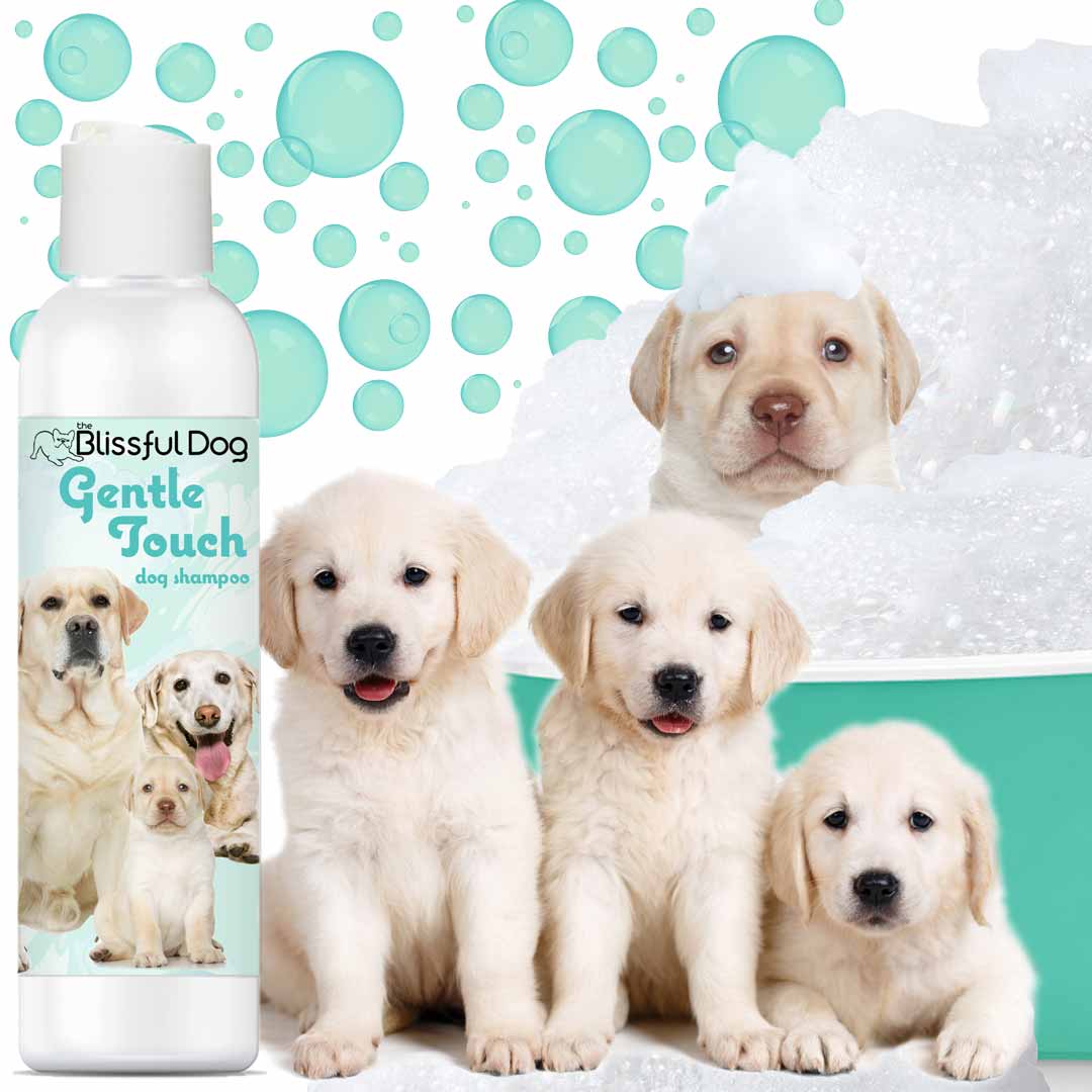 Gentle Touch Dog Shampoo and Soap for puppies with bubbles and adorable Labrador puppies.