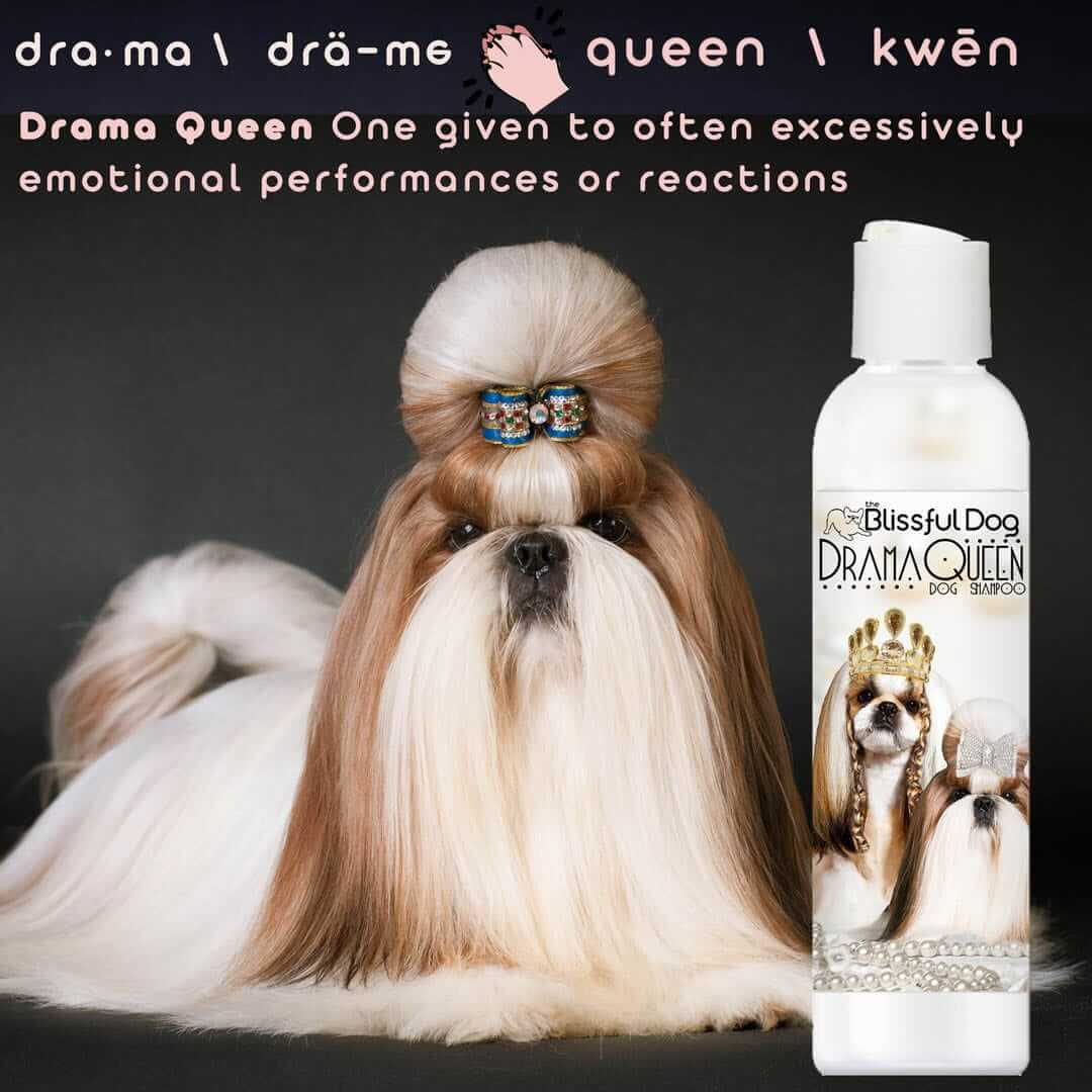Shih Tzu Rich Bitch & Drama Queen Shampoo on a stylish dog with elegant grooming.