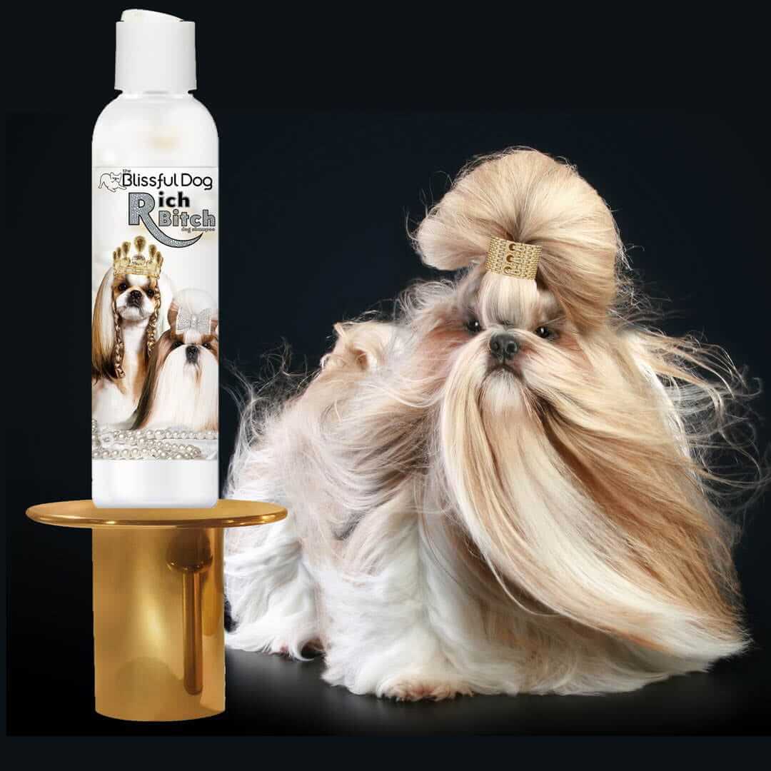Shih Tzu Rich Bitch & Drama Queen Shampoo next to glamorous Shih Tzu with elaborate hairstyle.