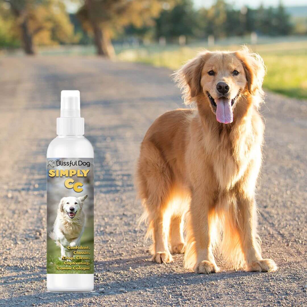 Simply Canine Cologne Dog Cologne displayed beside a golden retriever on a sunny path, showcasing its refreshing scent.
