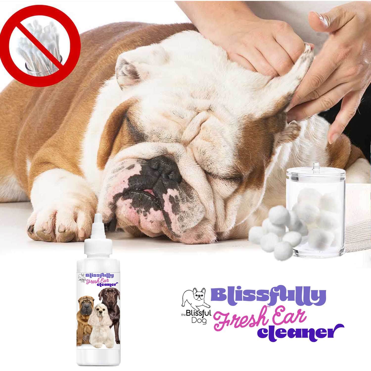Dog enjoying a relaxing ear cleaning with Blissfully Fresh Dog Ear Cleaner and cotton balls nearby.