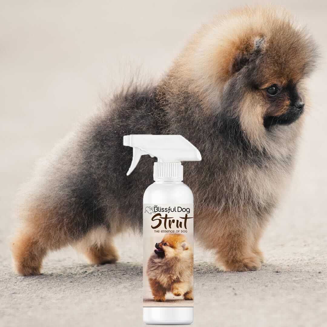Strut Dog Cologne spray next to a fluffy Pomeranian dog, promoting grooming confidence and elegance.