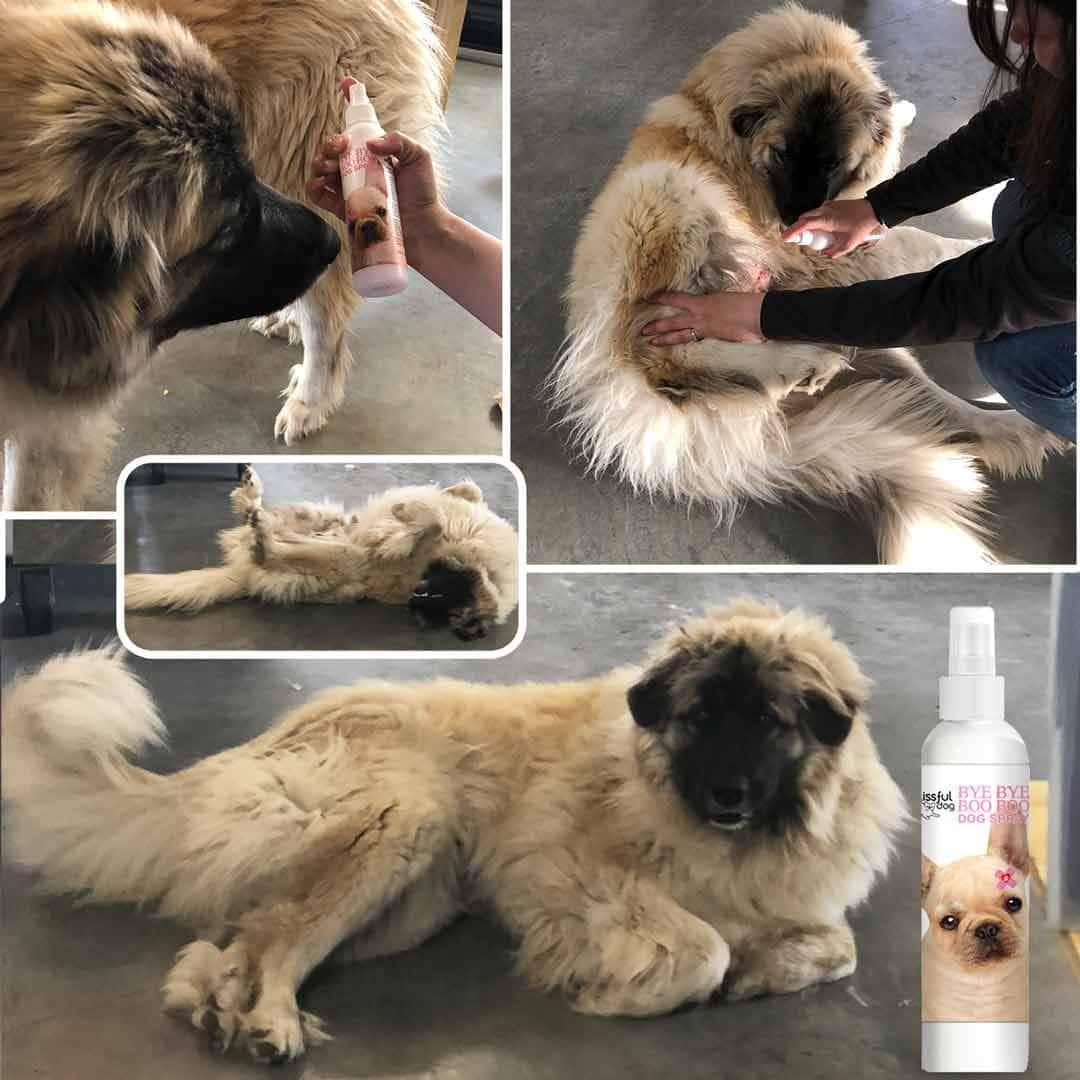 Bye Bye Boo Boo Dog Spray being applied to a dog for itch relief, showcasing a soothing application process.
