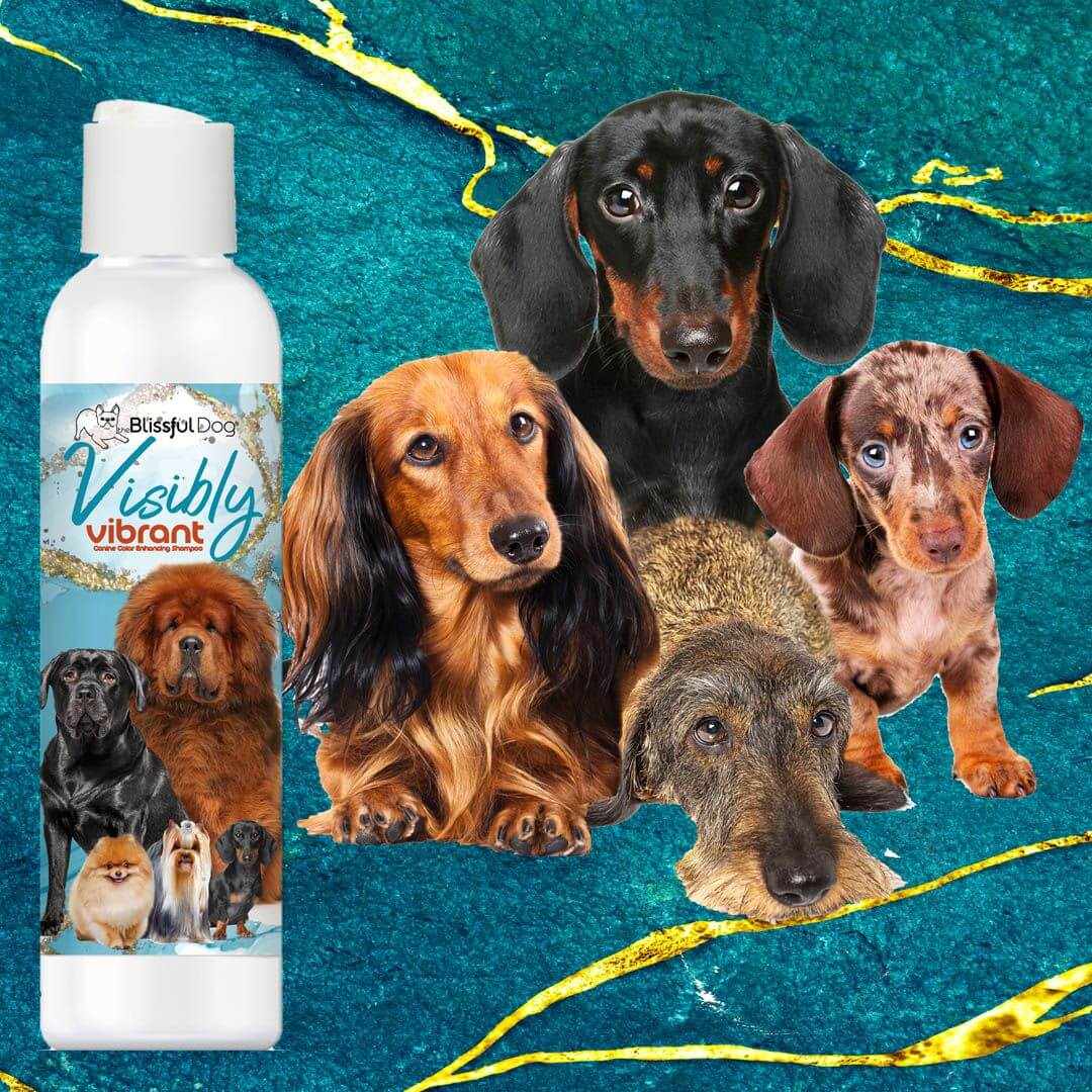 Visibly Vibrant Pet Shampoo bottle with various dogs showcasing vibrant coats and colors.