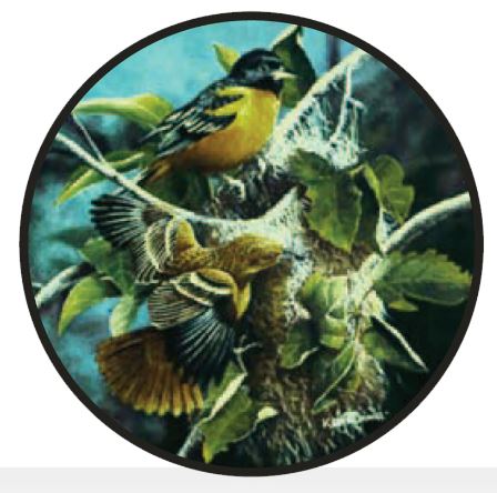 A round stained glass panel featuring artistic depictions of male and female orioles with vibrant colors, engaging in nest-building behavior, set against a leafy green background.